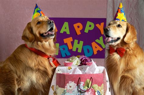 Dog Happy Birthday Images