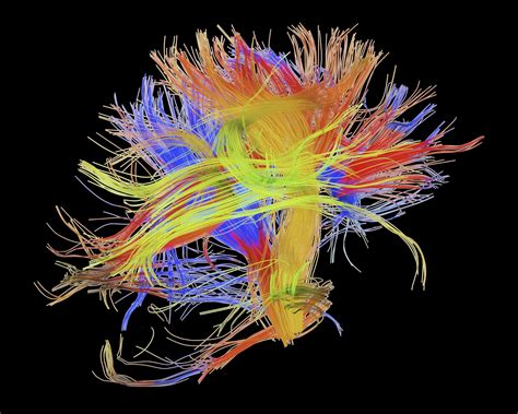 Brain Cartography Modern Day Explorers Are Mapping The Wiring Of The