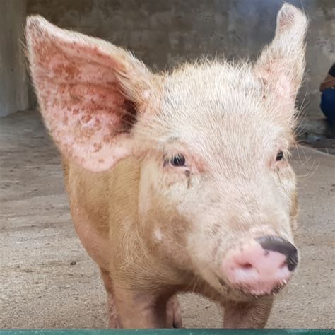 Pedro Pig Male Pig In Vic Petrescue