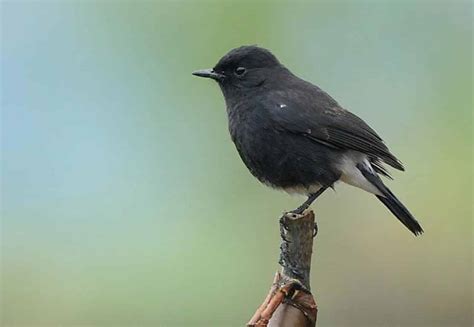 Burung decu adalah jenis burung pengicau mungil yaknii panjangnya hanya sekitar 13 cm dan bersuara kicau sangat nyaring. Daftar Harga Burung Decu Juli 2018