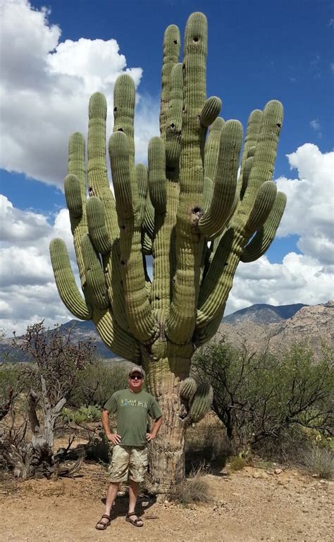 Mega Old Saguaro Cactus Yelp