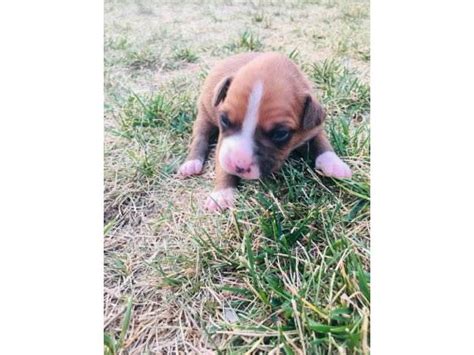 Dogs all motors for sale property jobs services community pets. 5 males and 4 females purebred boxer puppies available in ...