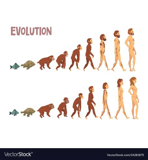 Biology Human Evolution Stages Evolutionary Process Of Man And Woman Vector Illustration On