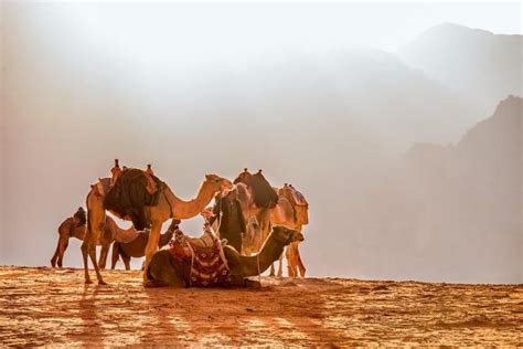 Fotos De Camellos Las Mejores Imágenes De Este Año