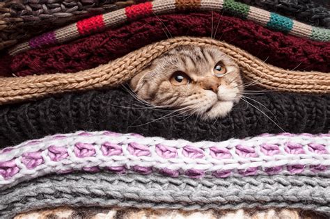 Adopcje zwierząt umawiane na konkretne godziny. Światowy dzień kota - 10 powodów, dla których kochamy koty