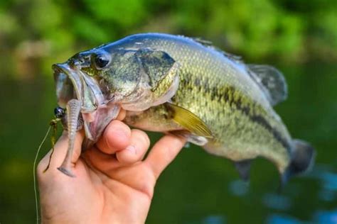 5 Best Largemouth Bass Fishing Spots in Oregon