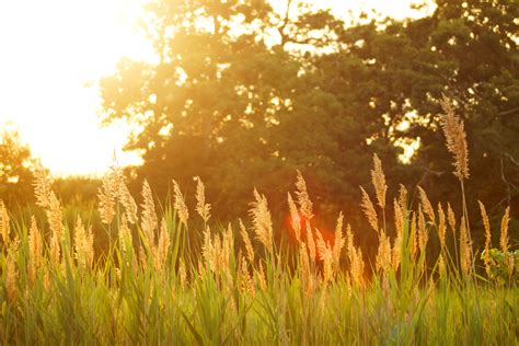 무료 이미지 나무 식물 태양 해돋이 일몰 들 목초지 대초원 햇빛 아침 잎 꽃 여름 가을 시즌