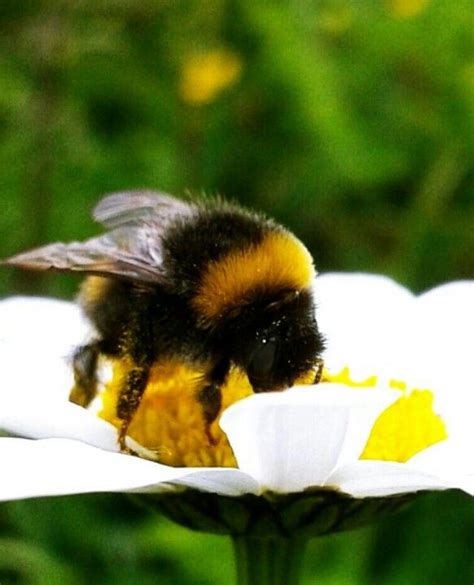 Big Fuzzy Bee Bee Bees Knees Fuzzy