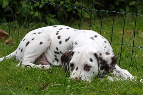 Dalmatian Puppy Dog Free Stock Photo Public Domain Pictures