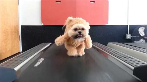 Funny Dogs On Treadmill Youtube