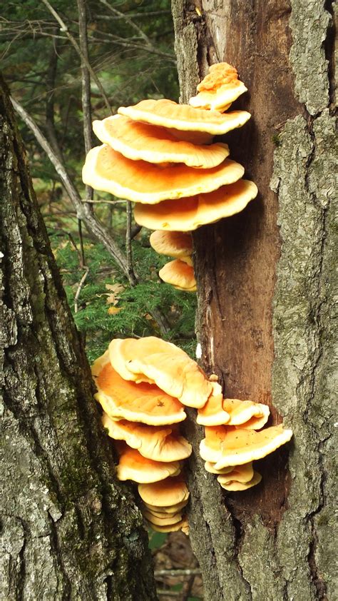 Taphrina deformans, is a fungal disease commonly found on stone fruit in and around portland. Awesome Orange Tree Fungus | Endless Forms Most Beautiful
