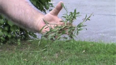 How's the best way to remove crabgrass forever? Crabgrass: Identifying and Removing it - YouTube