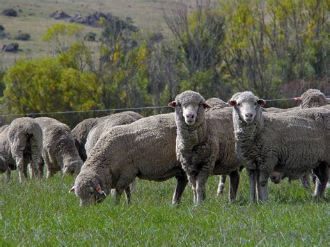 Carbon Farming Selective Breeding Of Sheep For Reduced Methane