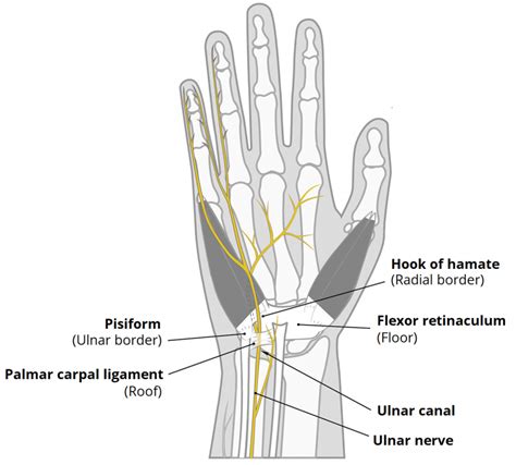 The Ulnar Canal Guyons Borders Contents Compression