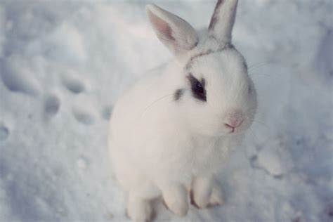 Cute Pretty Rabbit Snow White Image 133368 On