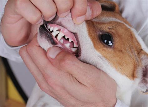 What Does It Mean When Your Dog Has Sores