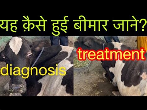 Treatment Symptoms Of Babesiosis In Cow L Red Water L Tick Fever L Dr