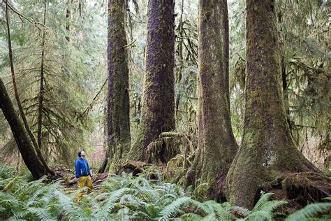 Forest Advocacy Group Discovers Grove Of Giant Sitka Spruce Trees On