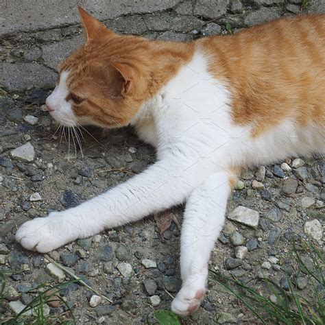 Orange And White Tabby Cat High Quality Stock Photos ~ Creative Market