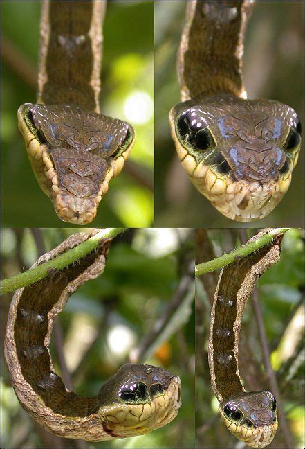 Caterpillar Mimics Snake Very Rare Animales Hermosos Animales