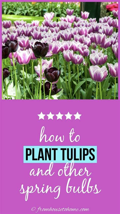 Planting Fall Bulbs How To Plant Tulips And Other Spring Flowering