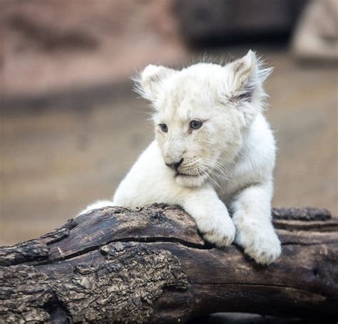 Cute White Lion Cub Aww