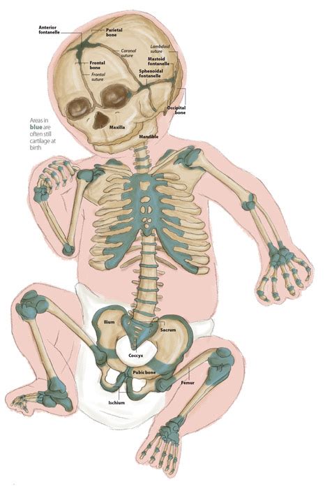 The skull is a bone structure that forms the head in vertebrates. Babies Have 300 of Me, but Adults Only Have 206! What Am I ...