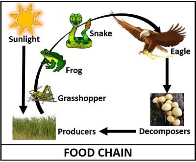 There are diverse food systems at varying trophic levels, including the food chain and the foodweb. Difference Between Food Chain and Food Web (with ...
