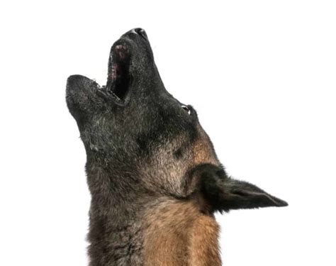 Why Do German Shepherds Howl Understand What It Means The German