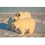 Scientists Warn Polar Bear Encounters On The Rise In Alaska