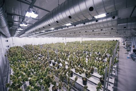 Learn about the different types of canopies and find the one that works for you. Pot supplier Canopy Growth to buy Mettrum Health in $430M ...