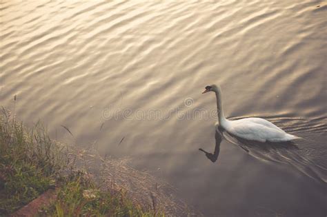 White Swan Floating On The Lake Stock Photo Image Of Grace Mute