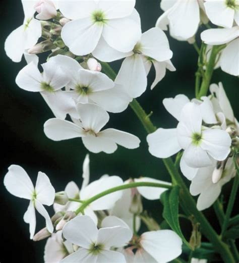Pure Scented White Sweet Rocket Flowers That Grow Happily In Sun Or