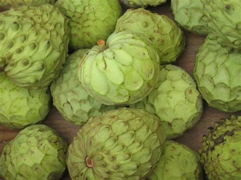 Its fruit composes health benefiting annonaceous acetogenin group of antioxidants, which fight against cancers and infections. Cherimoya Season in Cuba 2020 - Rove.me