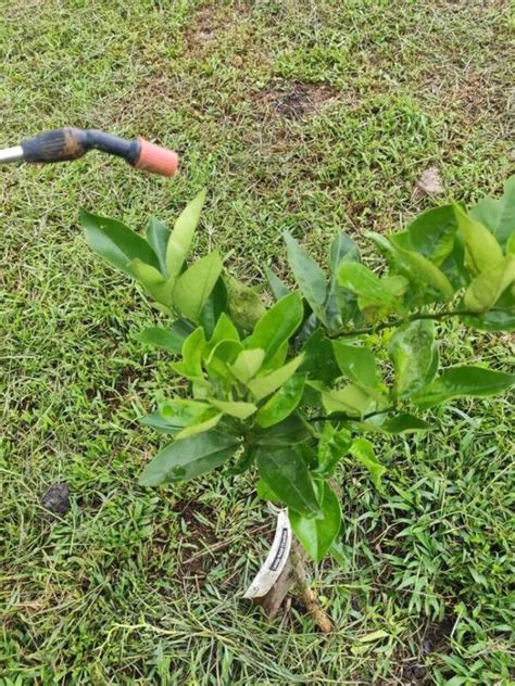 Consejos prácticos para la poda del naranjo en maceta Cuida tu árbol y optimiza su producción