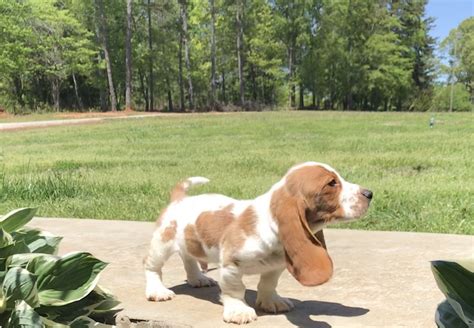 Why buy a basset hound puppy for sale if you can adopt and save a life? Basset Hound Puppies For Sale | Anderson, SC #275789