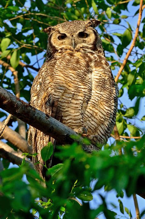 Owl Photograph By Brian Wartchow Fine Art America
