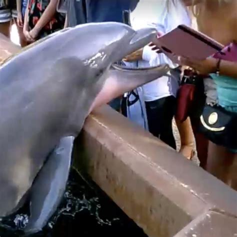 Dolphin Snatches Ipad From Seaworld Visitor
