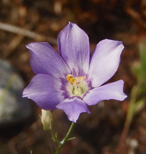 Catchfly Prairie Gentian Eustoma Exaltatum