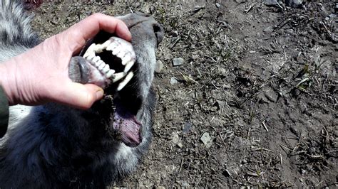 Idaho for Wildlife - Sun Valley killer wolf finally down