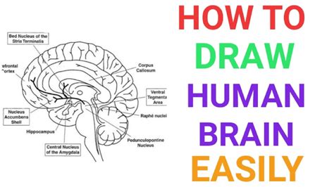 How To Draw Human Brain Very Easily For Examination Quickly Brain