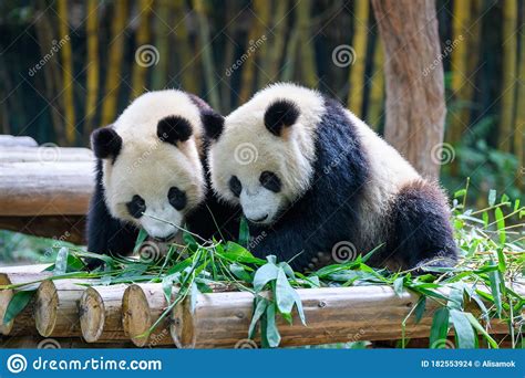 Two Cute Giant Pandas Playing Together Stock Photo Image Of Rarity