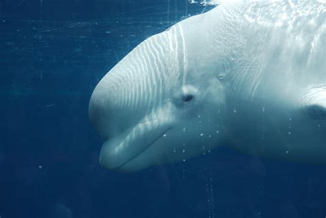 Beluga Whale Swimming Underwater Stock Photo Download