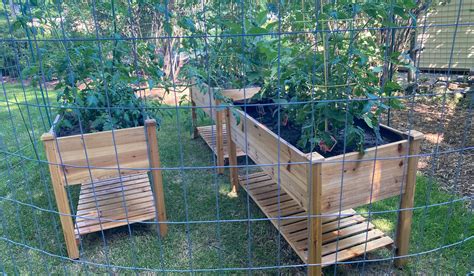 13 Tips For Keeping Squirrels Out Of Your Tomatoes Gardening Glow