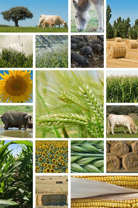 Agriculture And Animal Husbandry Collage With Pictures About