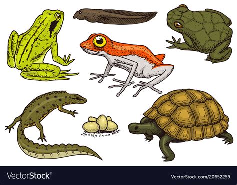 Reptiles And Amphibians Set Pet And Tropical Vector Image