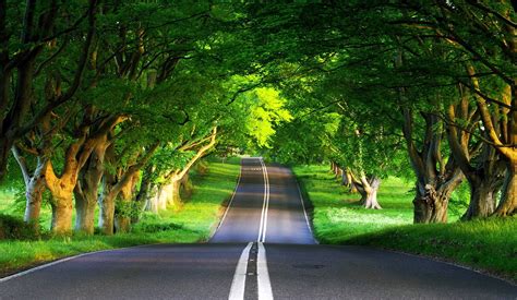 The Road In The Forest Wallpaper Forest Forest Road