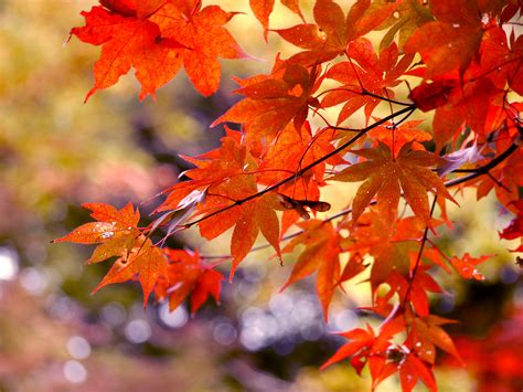 Autumn Leaves Bing Images Autumn Leaves Trees To