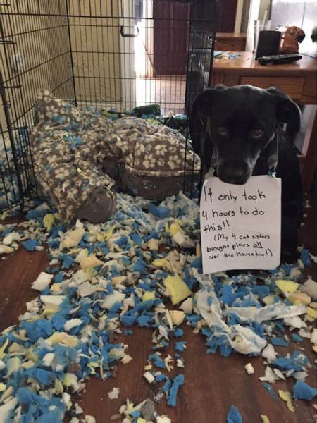 Funny And Clever Dog Pet Shaming 40 Pics