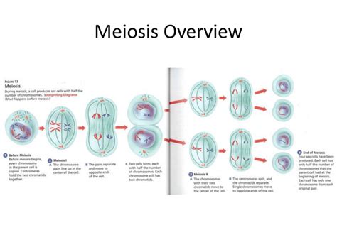 Meiosis Ii Overview Amp Stages Expii Riset